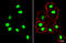 SRY-Box 2 antibody, GTX101507, GeneTex, Immunofluorescence image 
