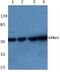 GDNF family receptor alpha-1 antibody, AP06136PU-N, Origene, Western Blot image 