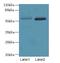 Integrator Complex Subunit 14 antibody, LS-C397641, Lifespan Biosciences, Western Blot image 