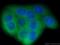 Galectin 3 Binding Protein antibody, 23307-1-AP, Proteintech Group, Immunofluorescence image 