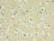 Natriuretic peptides B antibody, abx210156, Abbexa, Immunohistochemistry paraffin image 