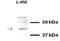 C-X-C Motif Chemokine Receptor 2 antibody, TA346296, Origene, Western Blot image 