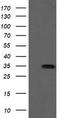 Src Like Adaptor 2 antibody, LS-C787444, Lifespan Biosciences, Western Blot image 