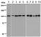 Minichromosome Maintenance Complex Component 3 antibody, ab128923, Abcam, Western Blot image 