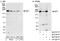 CTD small phosphatase-like protein antibody, A300-798A, Bethyl Labs, Immunoprecipitation image 