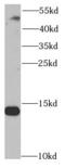 Small Nuclear Ribonucleoprotein D2 Polypeptide antibody, FNab08073, FineTest, Western Blot image 