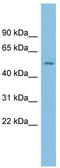 Estrogen-related receptor gamma antibody, TA338273, Origene, Western Blot image 