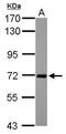 Regulator Of G Protein Signaling 14 antibody, PA5-30396, Invitrogen Antibodies, Western Blot image 