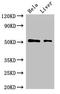 Solute Carrier Family 10 Member 3 antibody, orb51050, Biorbyt, Western Blot image 