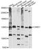 Cullin Associated And Neddylation Dissociated 1 antibody, LS-C749291, Lifespan Biosciences, Western Blot image 