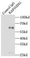 Rap1 GTPase-GDP dissociation stimulator 1 antibody, FNab07112, FineTest, Immunoprecipitation image 