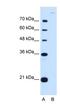 Cadherin 7 antibody, NBP1-59270, Novus Biologicals, Western Blot image 