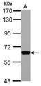 General Transcription Factor IIH Subunit 1 antibody, GTX111804, GeneTex, Western Blot image 