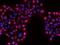 Ribosomal L1 Domain Containing 1 antibody, 202781-T02, Sino Biological, Immunohistochemistry paraffin image 