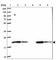 Mitochondrially Encoded Cytochrome C Oxidase II antibody, HPA051505, Atlas Antibodies, Western Blot image 