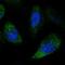 NPR3 Like, GATOR1 Complex Subunit antibody, HPA011741, Atlas Antibodies, Immunofluorescence image 