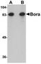 BORA Aurora Kinase A Activator antibody, NBP1-77013, Novus Biologicals, Western Blot image 