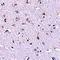 Nanos C2HC-Type Zinc Finger 1 antibody, orb75020, Biorbyt, Immunohistochemistry paraffin image 
