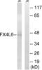 Forkhead Box D4 antibody, LS-C119977, Lifespan Biosciences, Western Blot image 