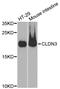 Claudin 3 antibody, STJ23159, St John