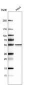 Heterogeneous nuclear ribonucleoprotein H2 antibody, HPA000914, Atlas Antibodies, Western Blot image 