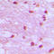 DNA ligase 4 antibody, LS-C352452, Lifespan Biosciences, Immunohistochemistry frozen image 