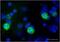 Cellular Communication Network Factor 2 antibody, ab6992, Abcam, Immunofluorescence image 