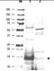 Ubiquitin Conjugating Enzyme E2 N antibody, orb86669, Biorbyt, Western Blot image 