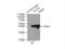 Pleckstrin antibody, 12506-1-AP, Proteintech Group, Immunoprecipitation image 