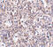 Scavenger Receptor Class B Member 1 antibody, 5193, ProSci Inc, Immunohistochemistry frozen image 