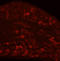 Neurotensin Receptor 1 antibody, A04610-1, Boster Biological Technology, Western Blot image 