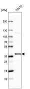 ETS Homologous Factor antibody, NBP2-56705, Novus Biologicals, Western Blot image 