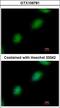 TP53RK Binding Protein antibody, LS-C185835, Lifespan Biosciences, Immunocytochemistry image 