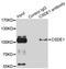 Cold Shock Domain Containing E1 antibody, LS-C334402, Lifespan Biosciences, Immunoprecipitation image 