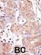Male Germ Cell Associated Kinase antibody, abx033462, Abbexa, Western Blot image 