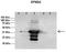 Laforin antibody, orb331224, Biorbyt, Western Blot image 