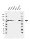 ATP-dependent RNA helicase DDX3X antibody, VMA00543, Bio-Rad (formerly AbD Serotec) , Western Blot image 