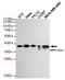 Protein Kinase AMP-Activated Non-Catalytic Subunit Beta 1 antibody, STJ99185, St John