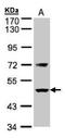 F7 antibody, TA308874, Origene, Western Blot image 
