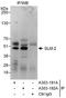 KH RNA Binding Domain Containing, Signal Transduction Associated 3 antibody, A303-192A, Bethyl Labs, Immunoprecipitation image 
