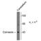 Gap Junction Protein Alpha 1 antibody, NB300-309, Novus Biologicals, Western Blot image 