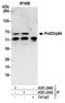 DNA Polymerase Delta 3, Accessory Subunit antibody, A301-244A, Bethyl Labs, Immunoprecipitation image 