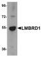 LMBR1 Domain Containing 1 antibody, PA5-21061, Invitrogen Antibodies, Western Blot image 