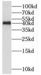 Mitogen-activated protein kinase 11 antibody, FNab10226, FineTest, Western Blot image 