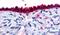Adhesion G Protein-Coupled Receptor D1 antibody, PA5-33624, Invitrogen Antibodies, Immunohistochemistry frozen image 