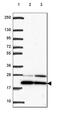 Basic Transcription Factor 3 antibody, HPA056420, Atlas Antibodies, Western Blot image 