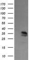 Kinesin Family Member 25 antibody, TA505430, Origene, Western Blot image 