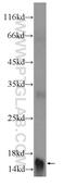 Oocyte Secreted Protein 2 antibody, 17343-1-AP, Proteintech Group, Western Blot image 