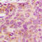 NADH:Ubiquinone Oxidoreductase Subunit A3 antibody, LS-C356214, Lifespan Biosciences, Immunohistochemistry frozen image 
