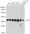 LIM and SH3 domain protein 1 antibody, GTX64762, GeneTex, Western Blot image 